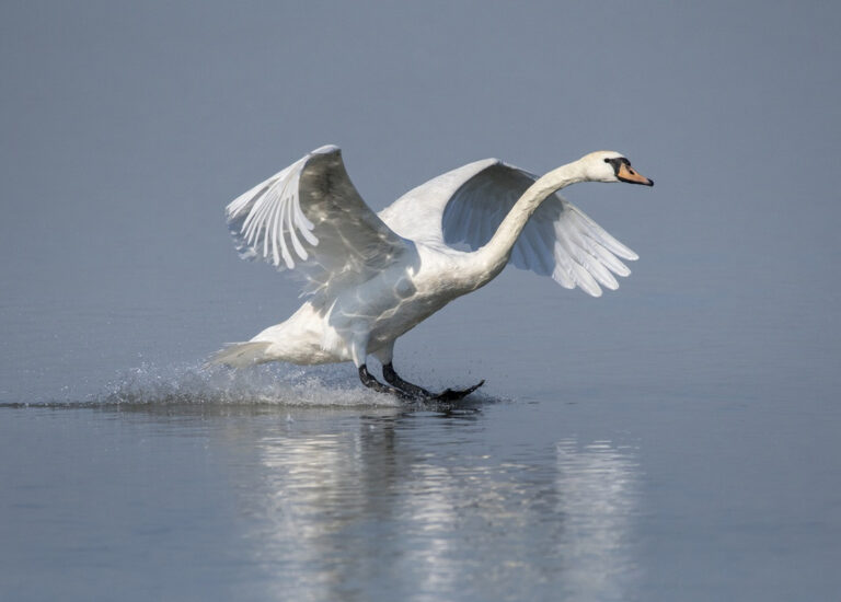 Toch zachtere start handhaving op schijnzelfstandigheid